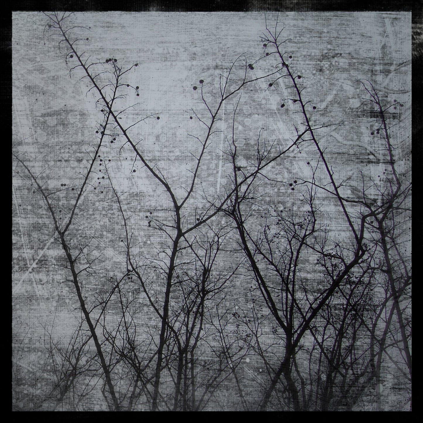Grey Myrtles Photograph