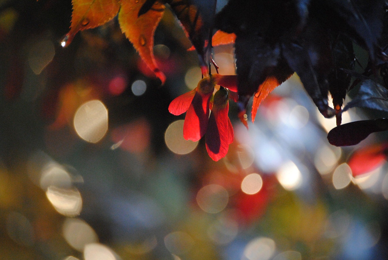 Nature Photography Japanese Maple Seeds fine art photography with abstract background Midnight Blues