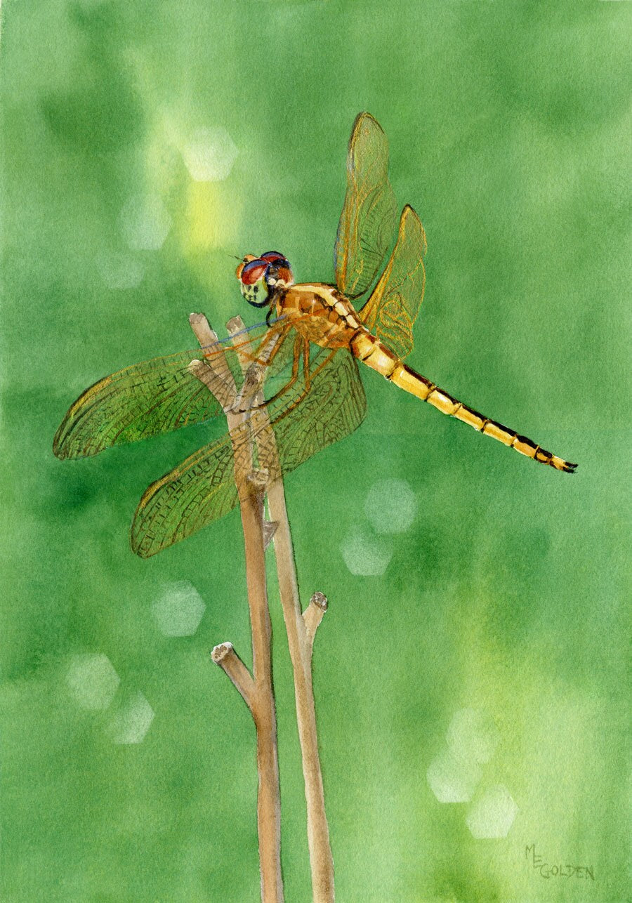 Dragonfly Golden winged Skimmer shimmers on a faded daylily stem Giclée Print