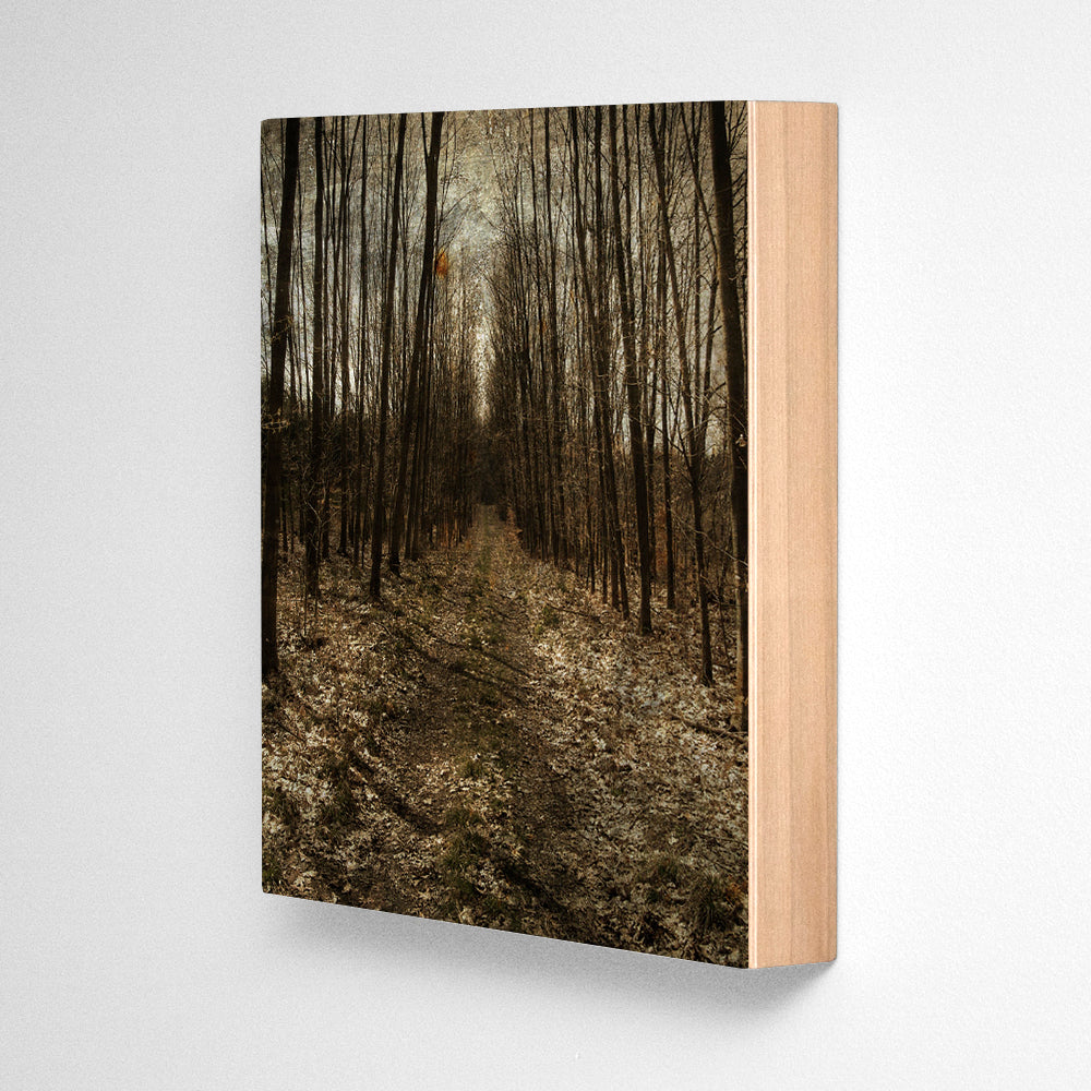 Alsace Forest Path No. 1 Photograph Art Block or Box