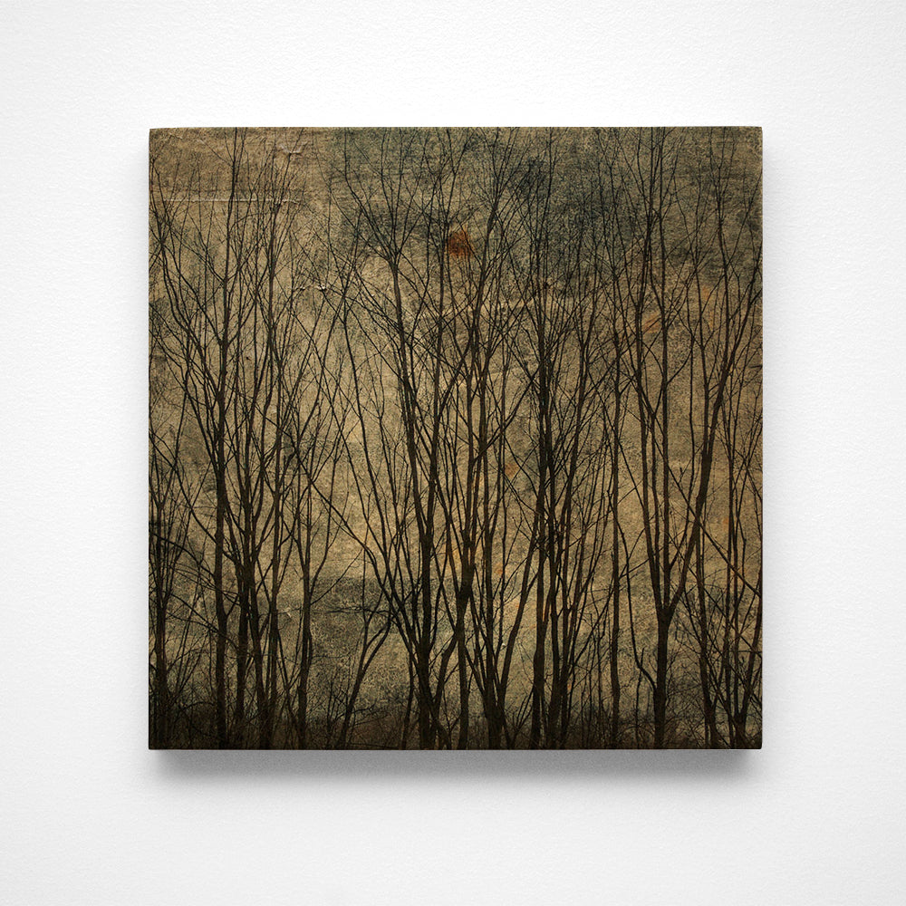 Alsace Trees No. 1 Photograph Art Block or Box