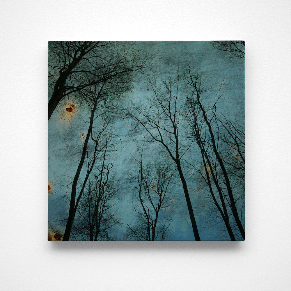 Alsace Trees No. 2 Photograph Art Block or Box