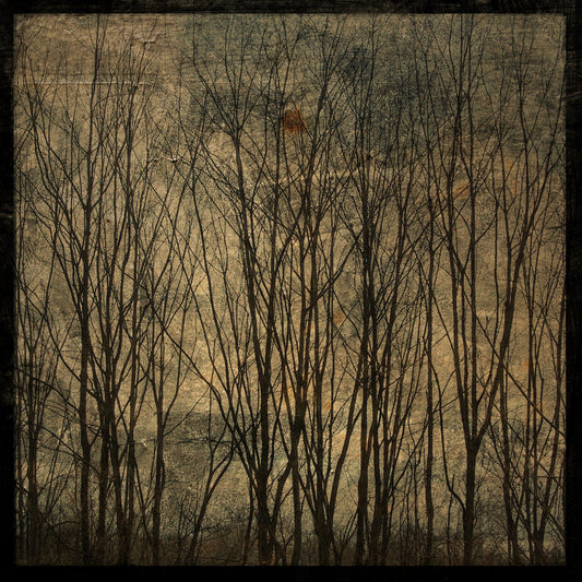 Alsace Trees No. 1 Photograph