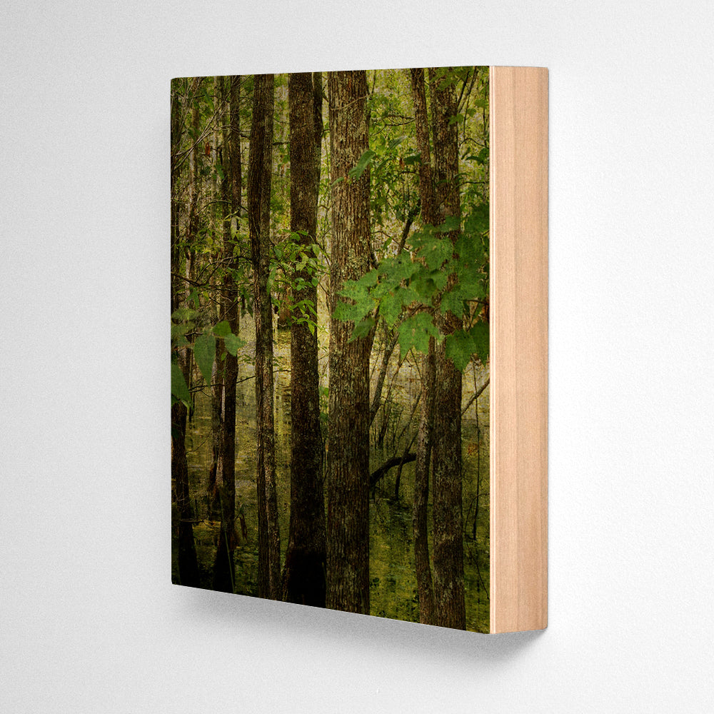 Coastal Swamp Photograph Art Block or Box