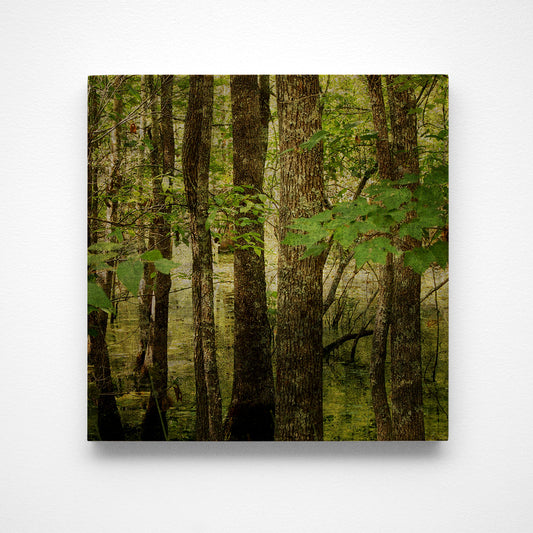 Coastal Swamp Photograph Art Block or Box