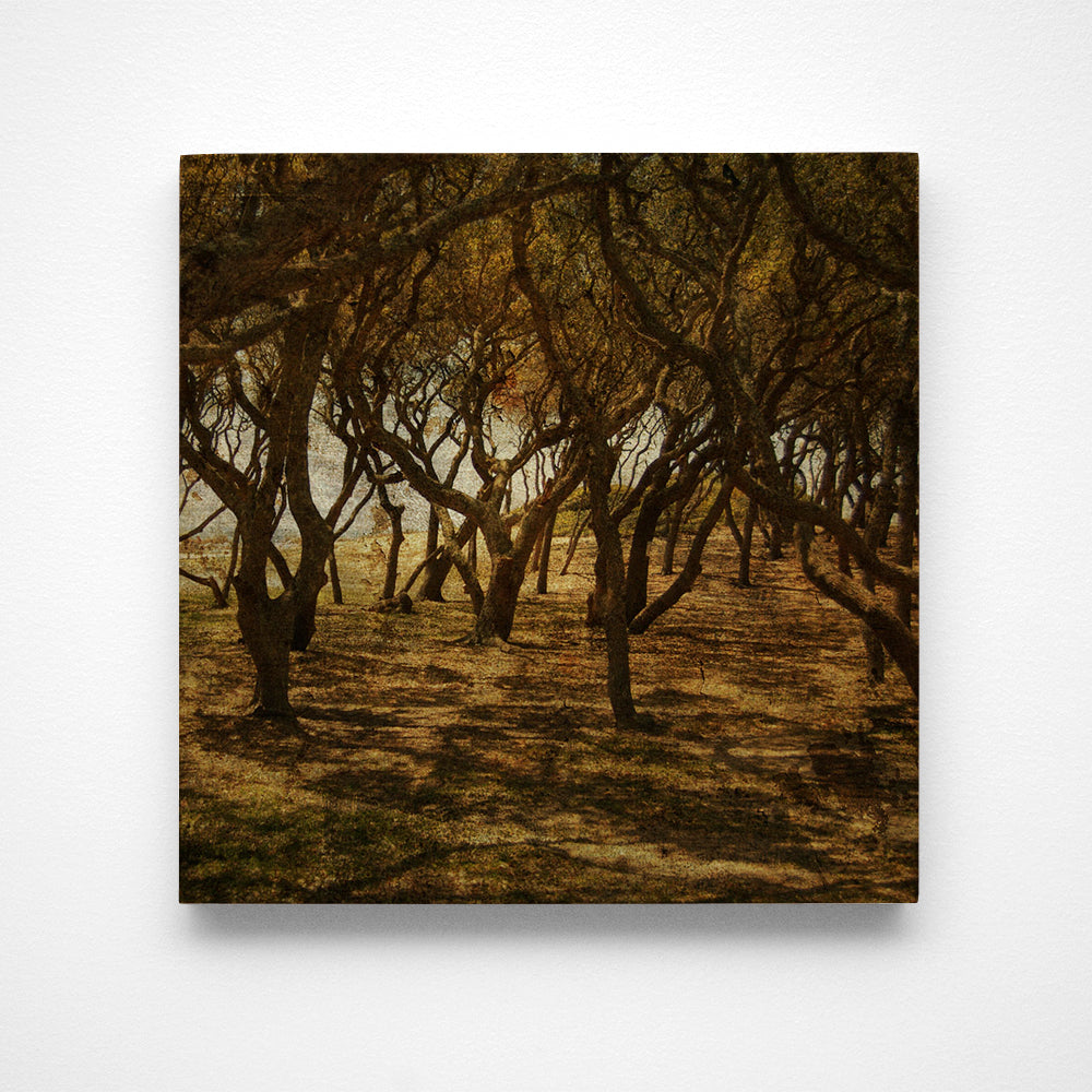 Fort Fisher Trees No. 3 Photograph Art Block or Box