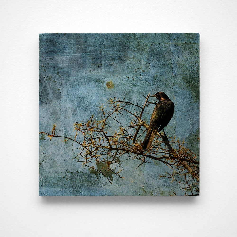 Grackle Photograph Art Block or Box