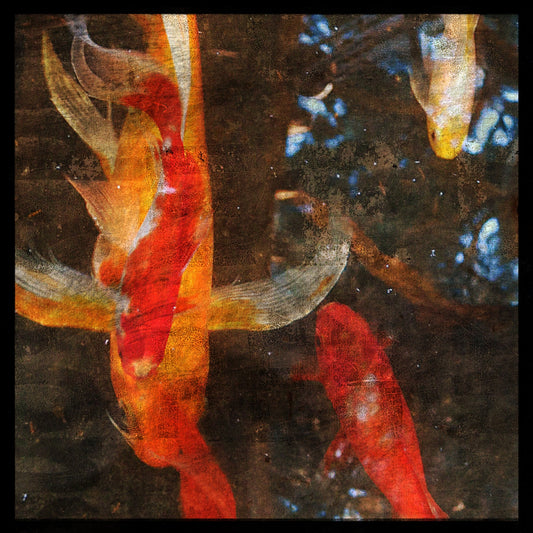 Koi Photograph