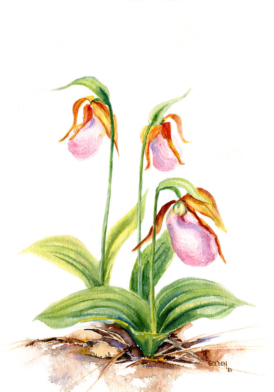 Ladyslipper Giclée Print