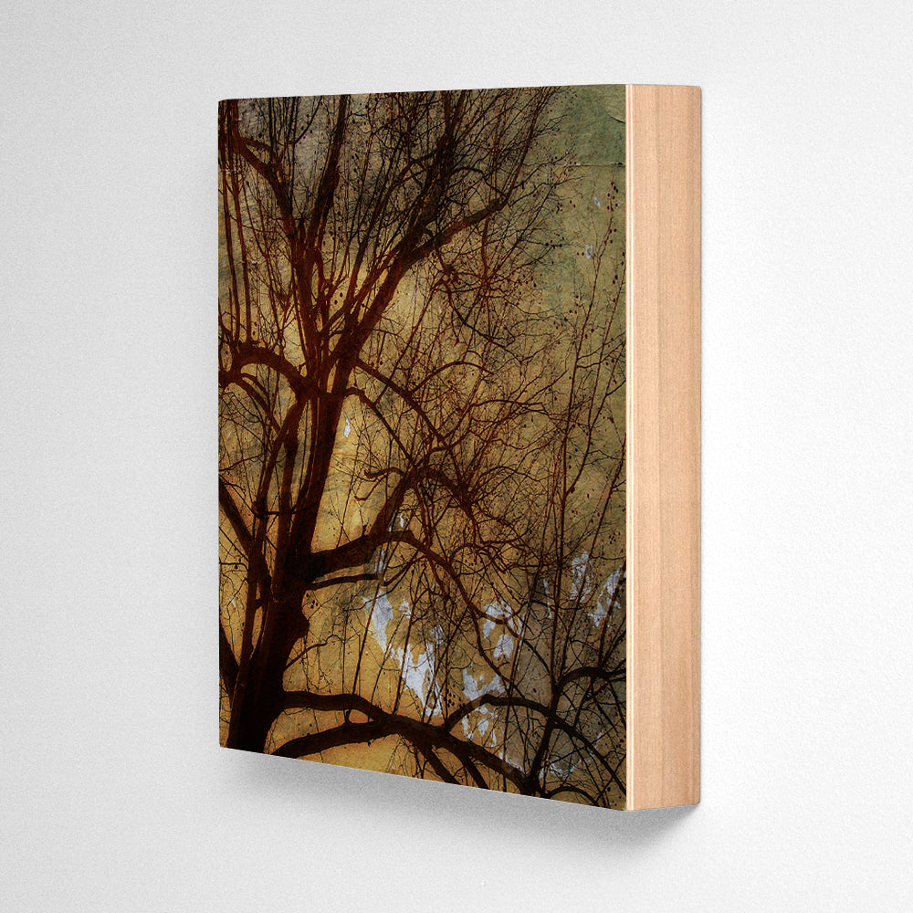 Sycamores Photograph Art Block or Box