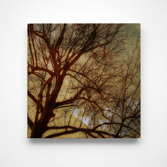 Sycamores Photograph Art Block or Box