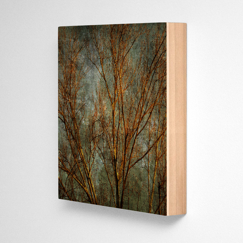 Sycamores No. 3 Photograph Art Block or Box