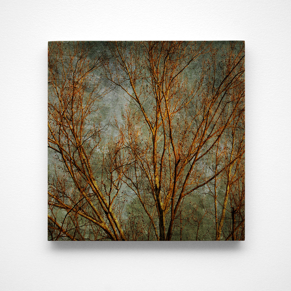 Sycamores No. 3 Photograph Art Block or Box