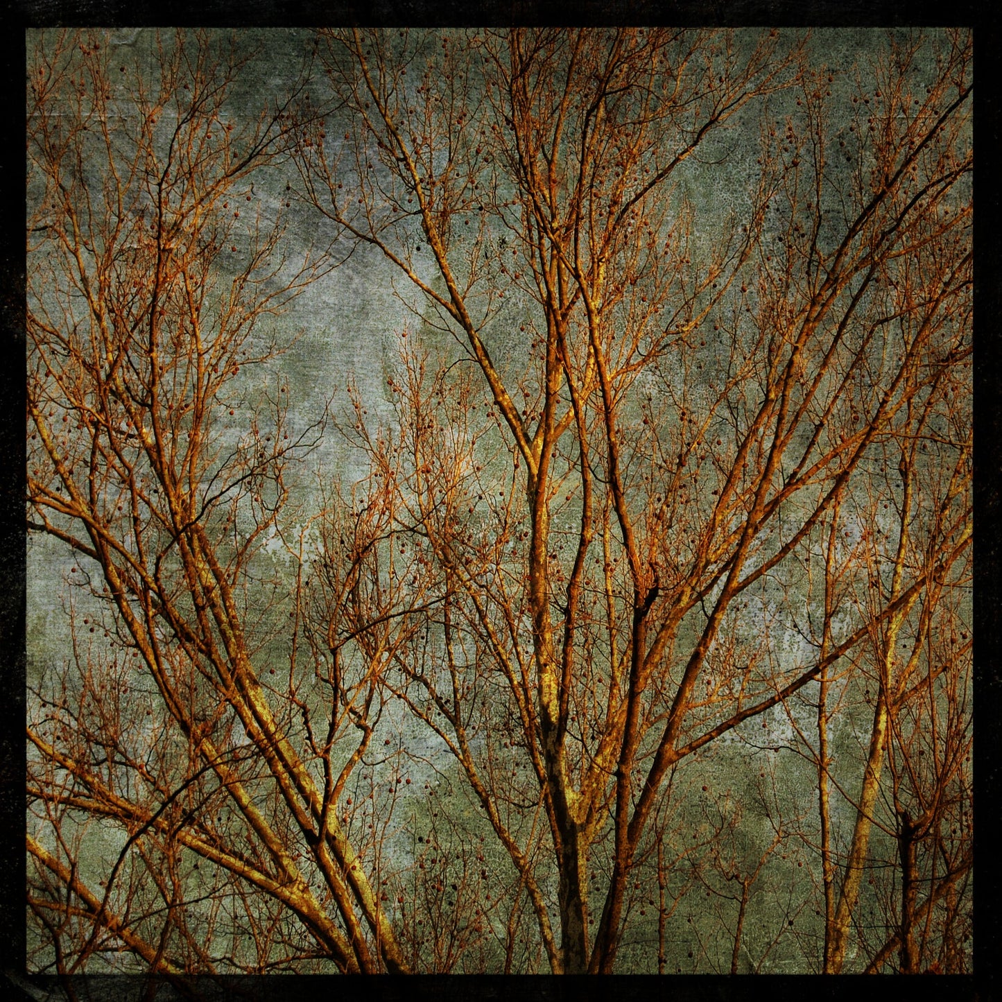 Sycamores No. 3 Photograph