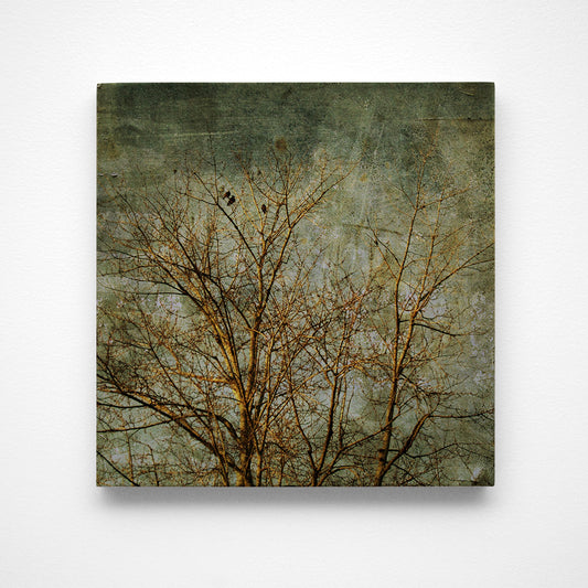 Three in a Tree Photograph Art Block or Box