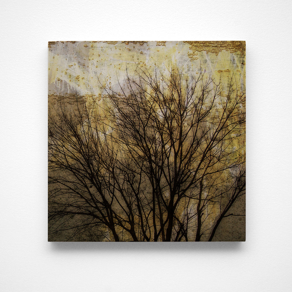 Trees on Peeling Walls Photograph Art Block or Box