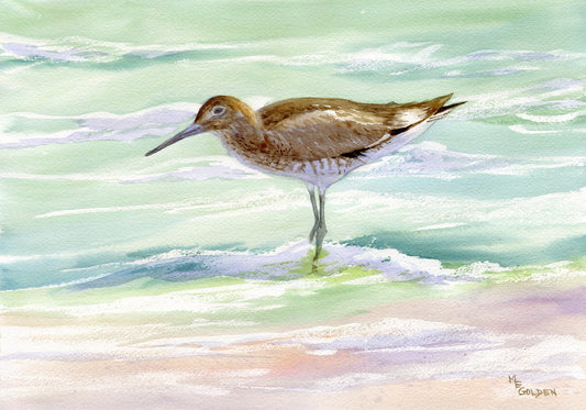 Willet Giclée Print