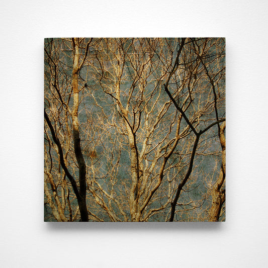 Winter Branches Photograph Art Block or Box