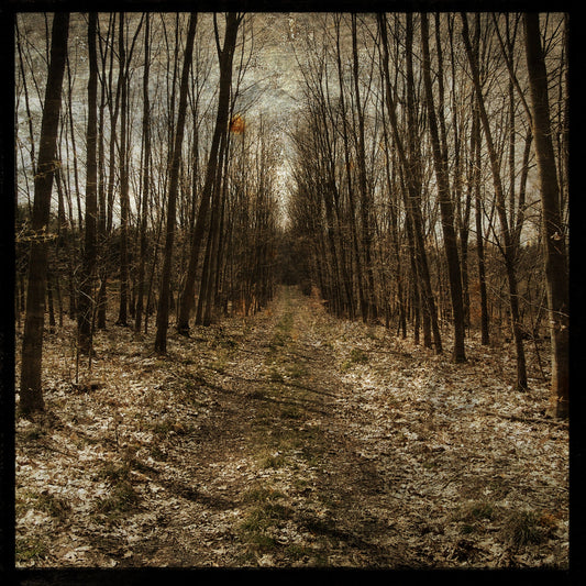 Alsace Forest Path No. 1 Photograph