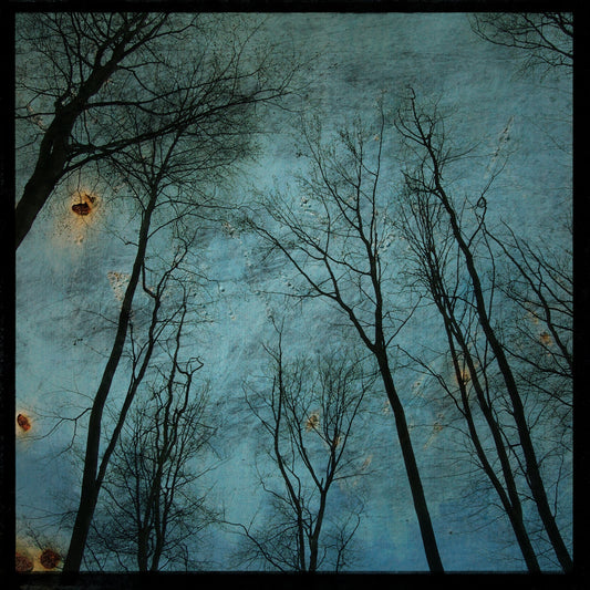 Alsace Trees No. 2 Photograph