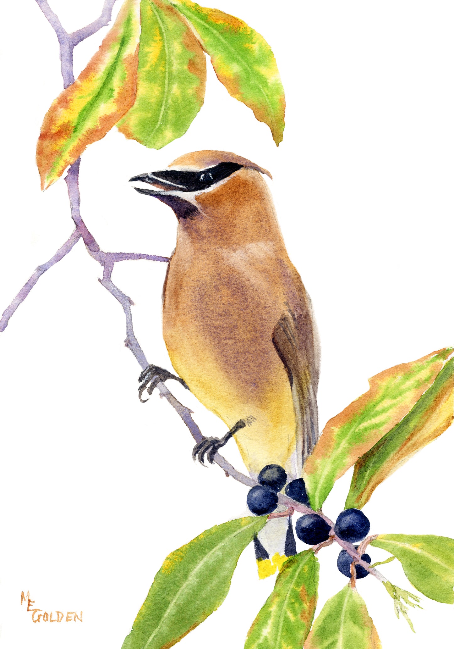 Cedar Waxwing Giclée Print