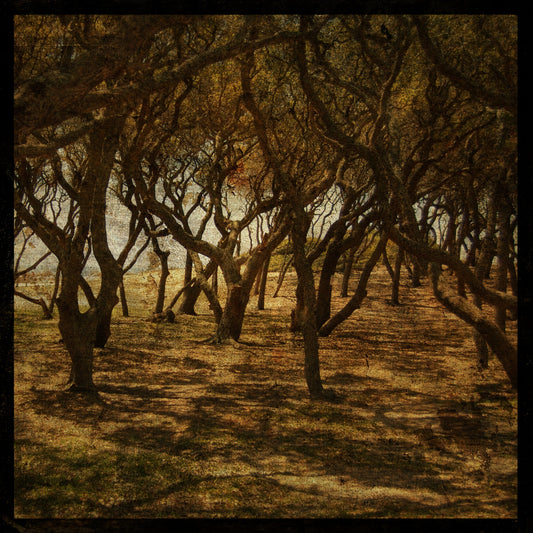 Fort Fisher Trees No. 3 Photograph