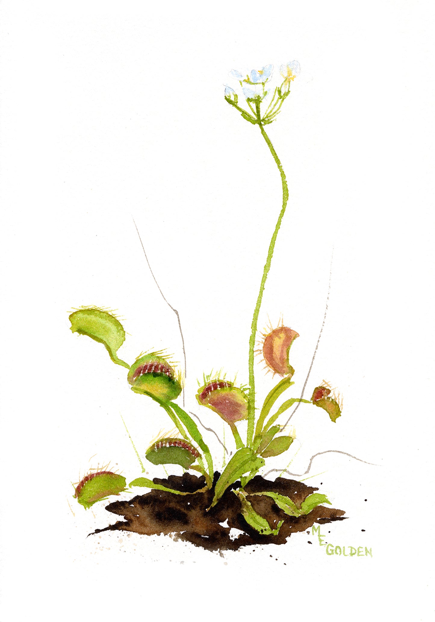 Flytrap Giclée Print