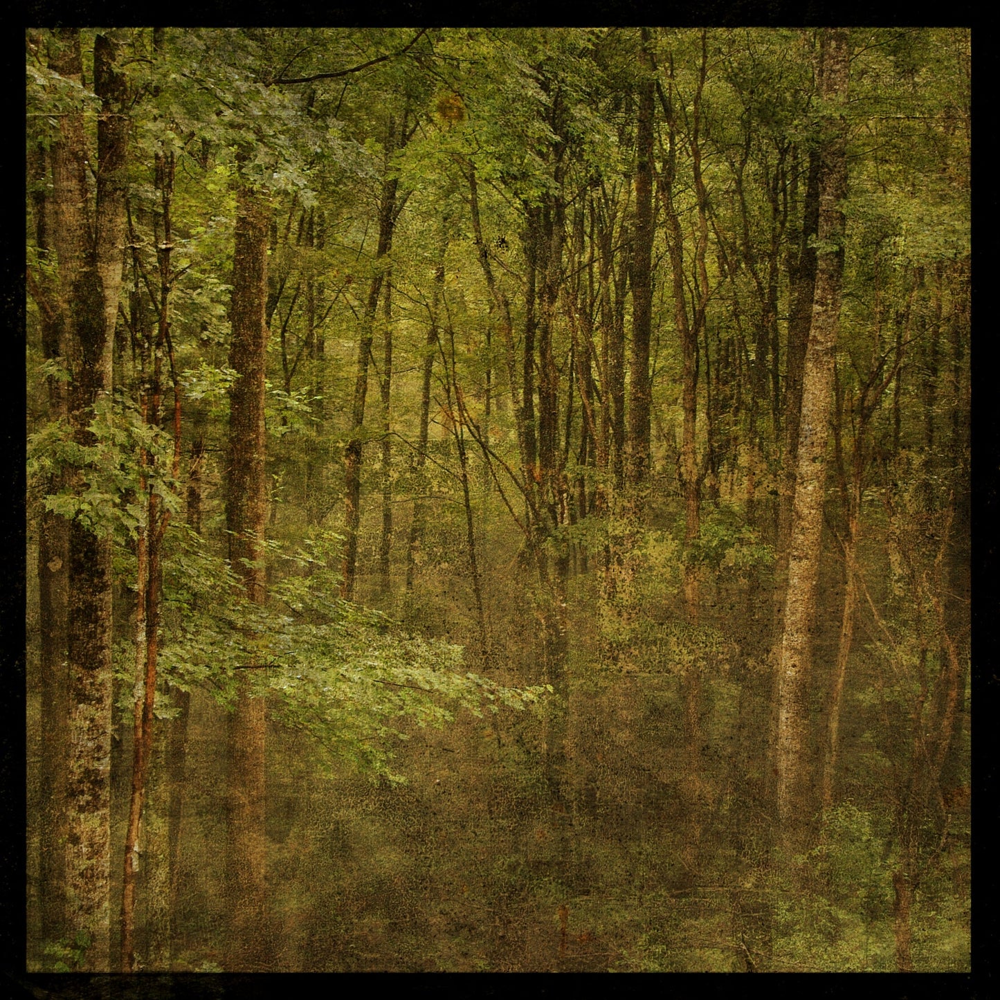 Fog in Mountain Trees No. 2 Photograph