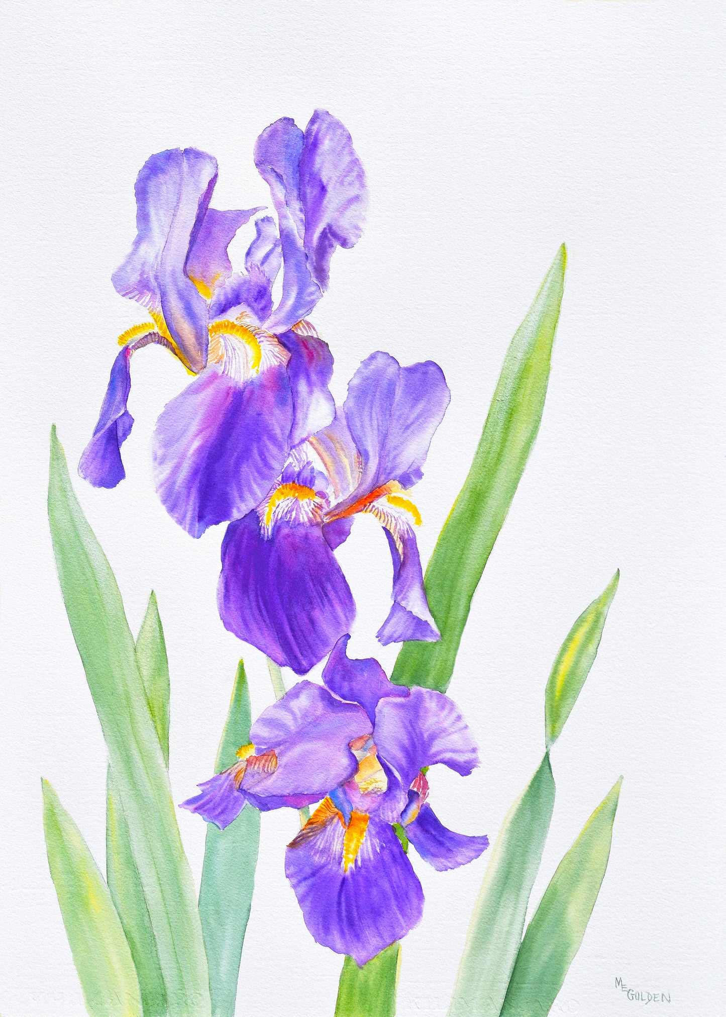 Iris Giclée Print