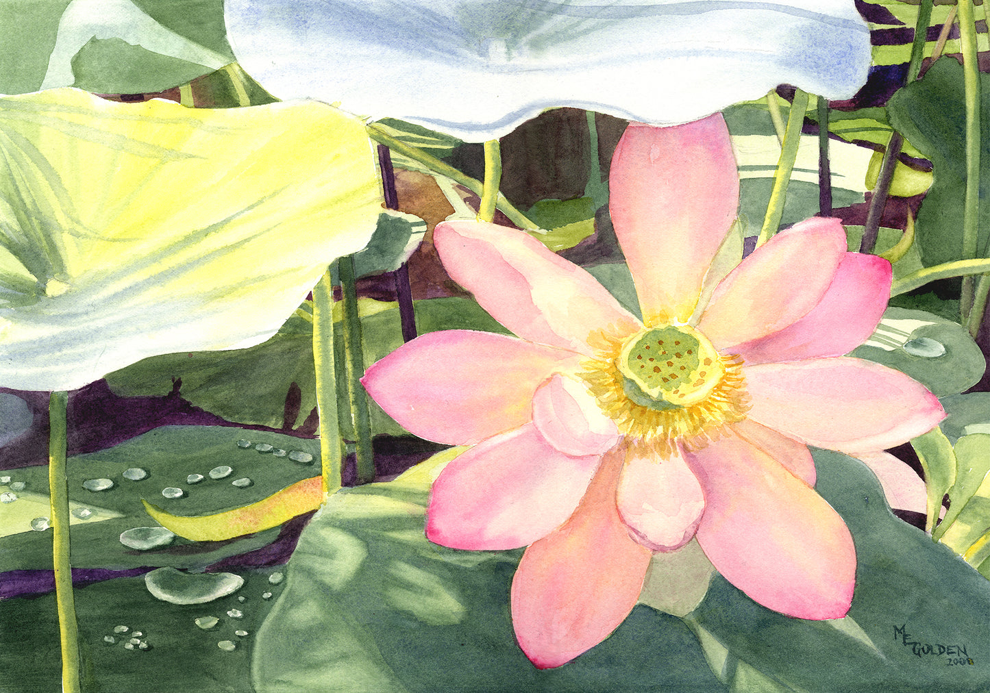 Lotus Giclée Print