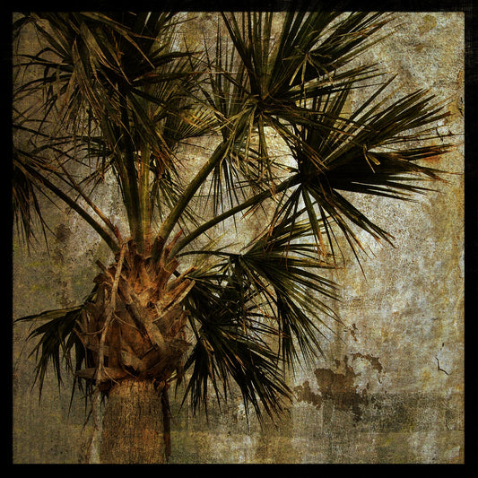 Palm No. 3 Photograph