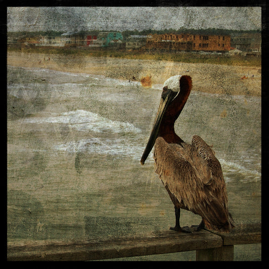 Pelican Photograph