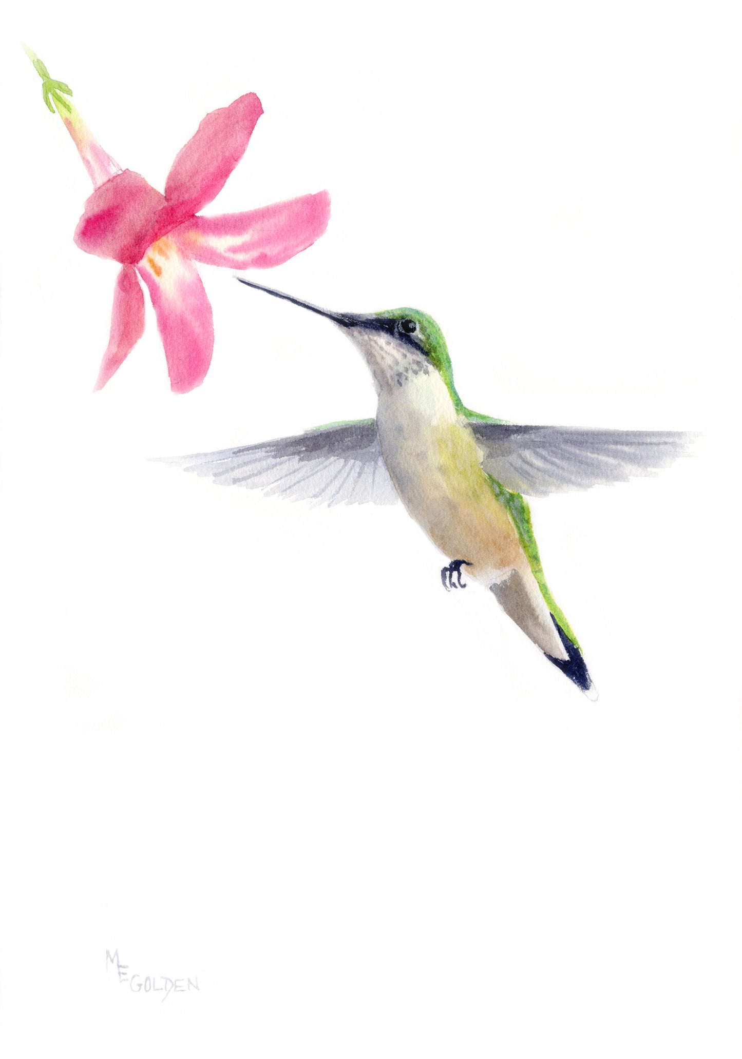 Pink Hummingbird Giclée Print