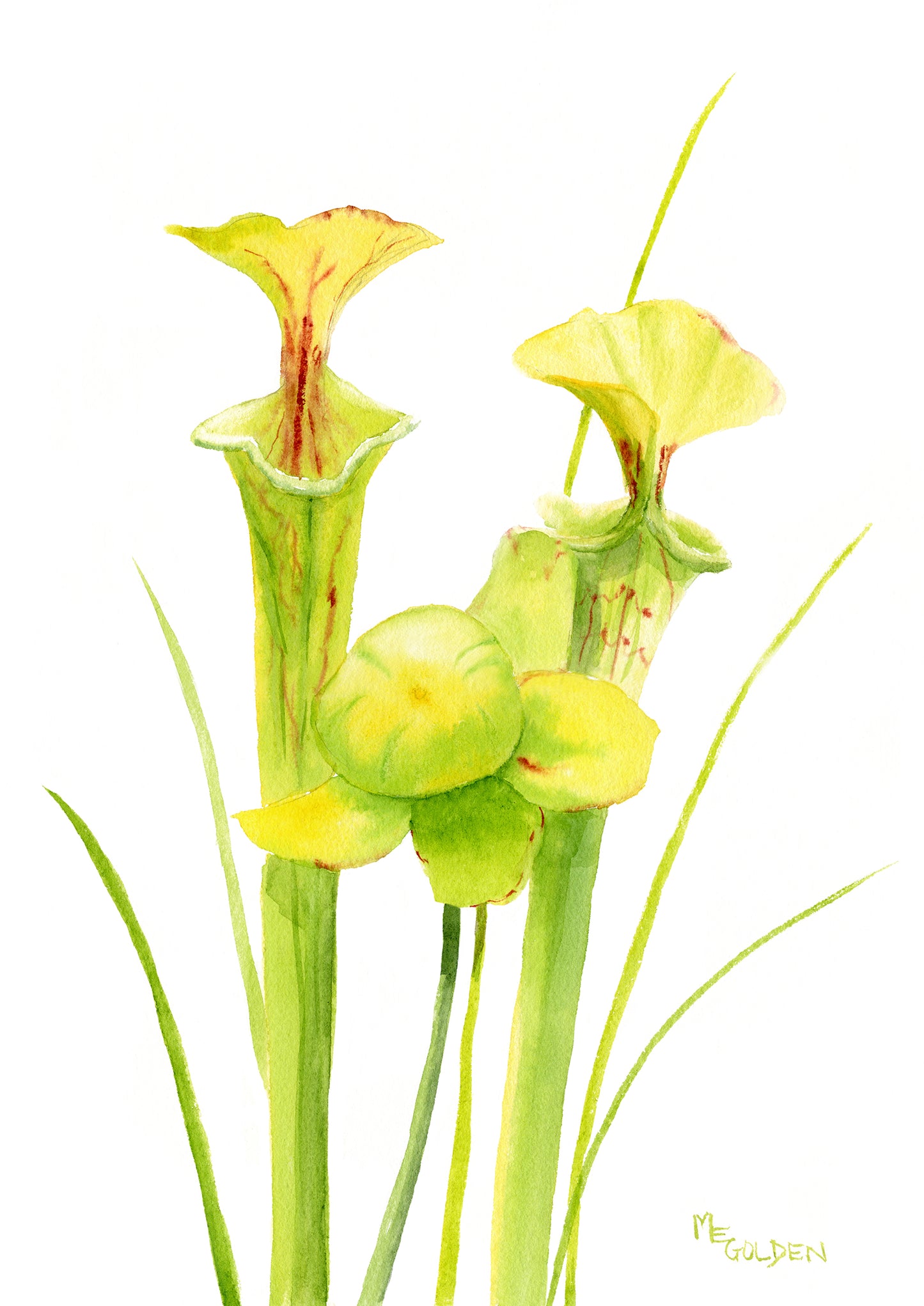 Pitcher Plants Giclée Print