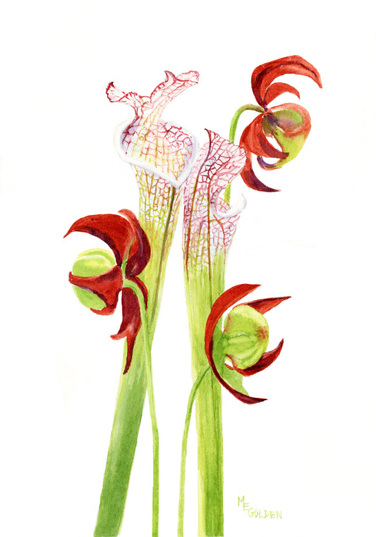 Purple Pitcher Plants Giclée Print