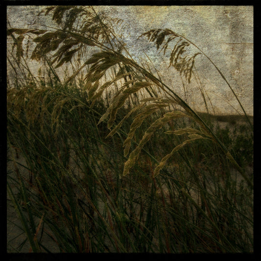 Sea Oats No. 1 Photograph