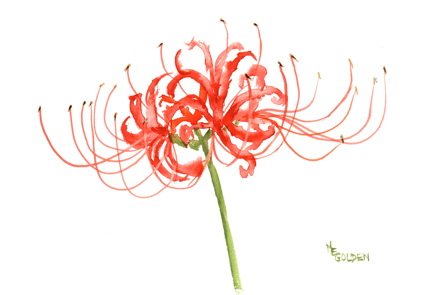 Spider Lily Giclée Print