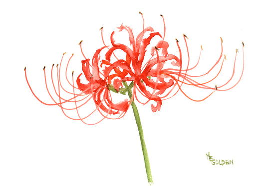 Spider Lily Giclée Print