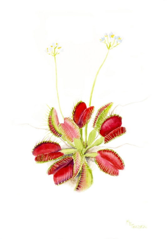 Venus Flytrap Giclée Print