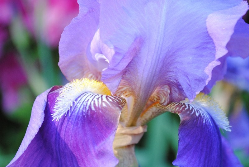 Carnivale iris photo