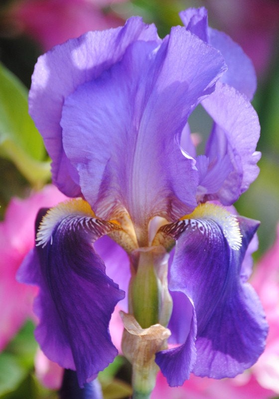 Carnivale 2 iris photo