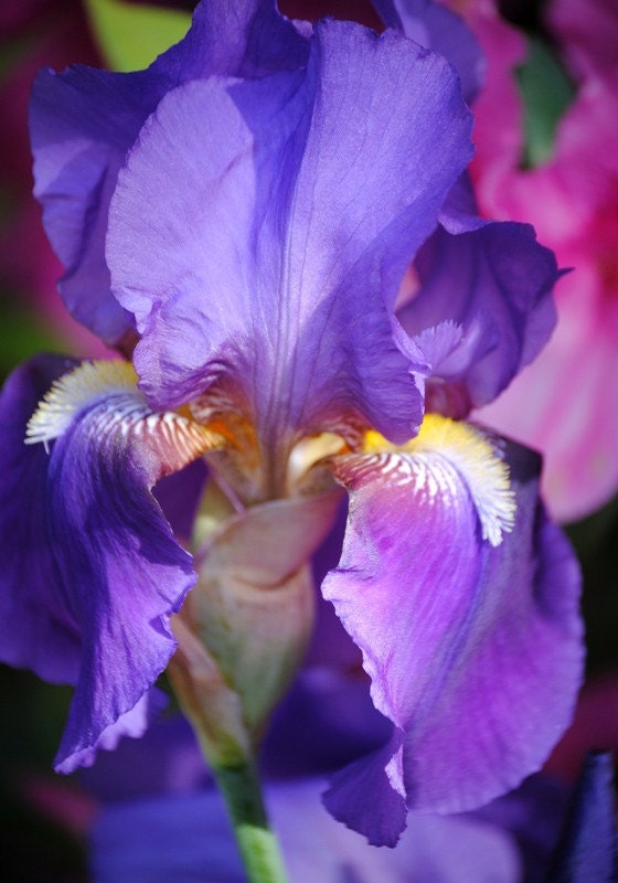 Carnivale 3 iris photo