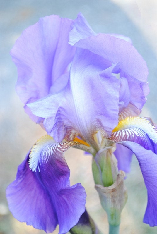 Pale Iris photo