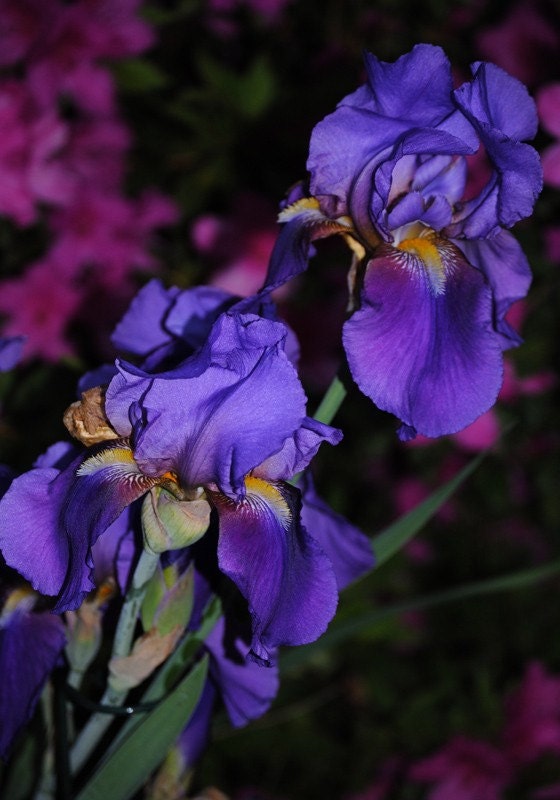 Night Garden 2 iris photo