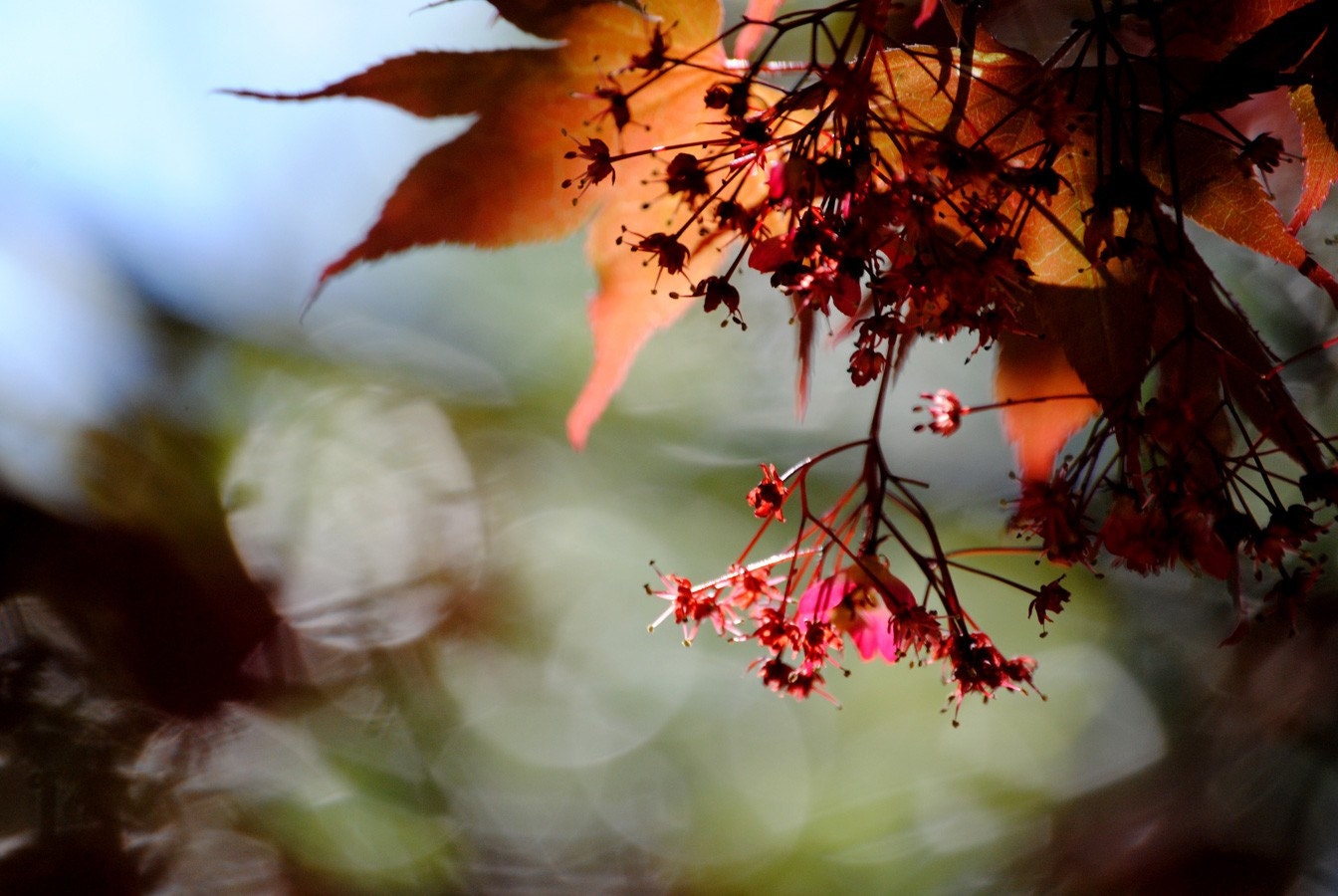 Japanese Maple 1