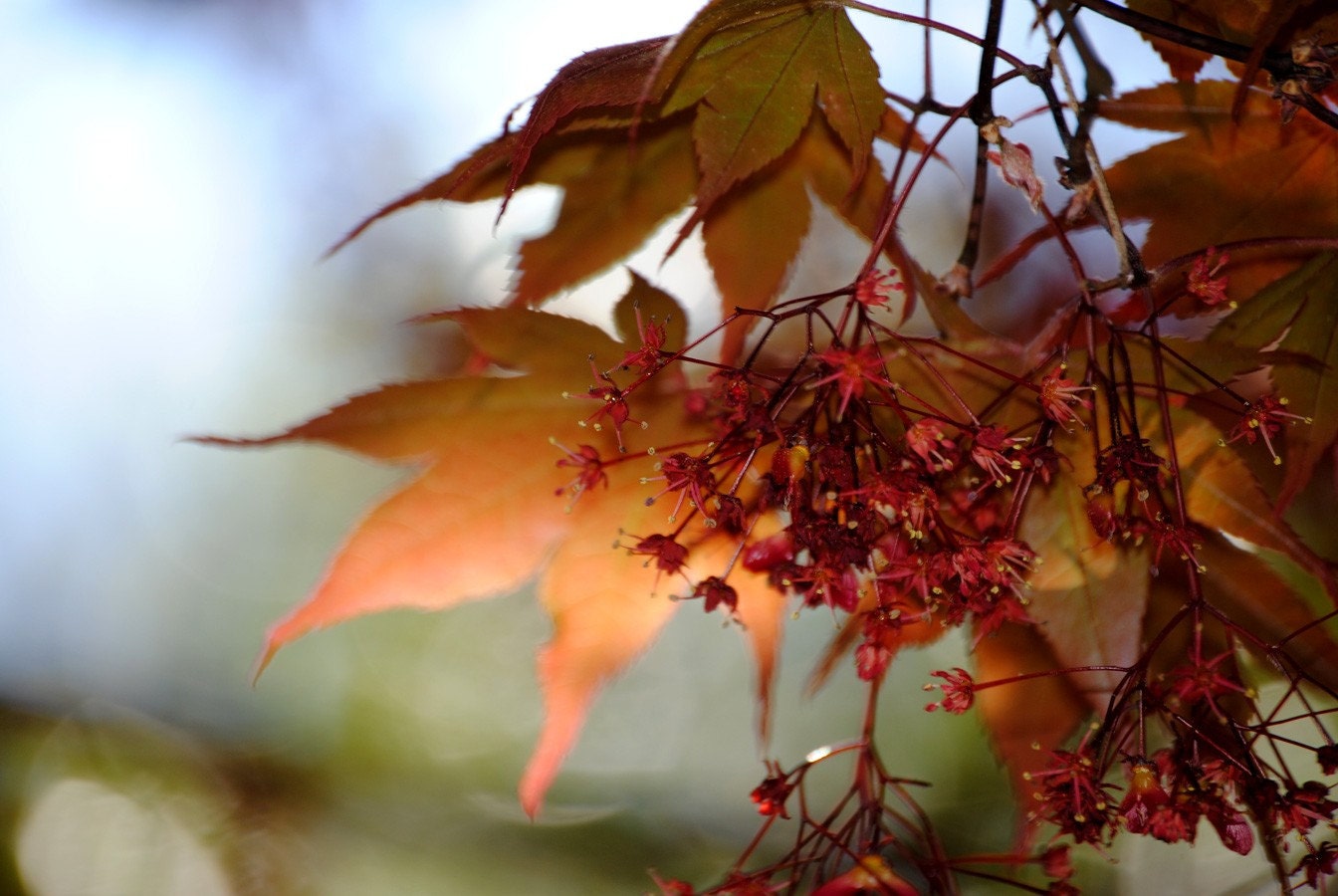 Japanese Maple 2 Photograph