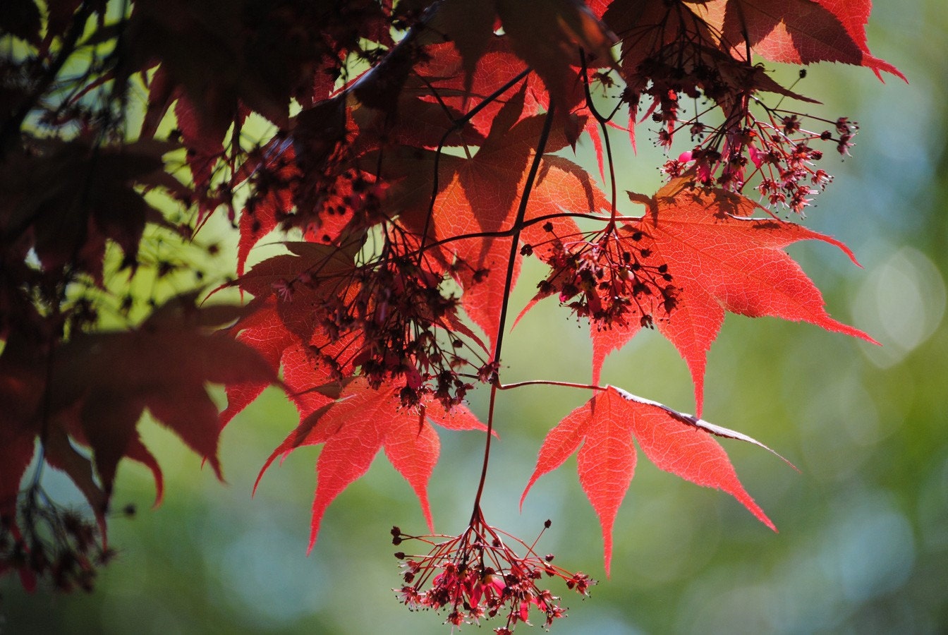 Japanese Maple 3 photograph