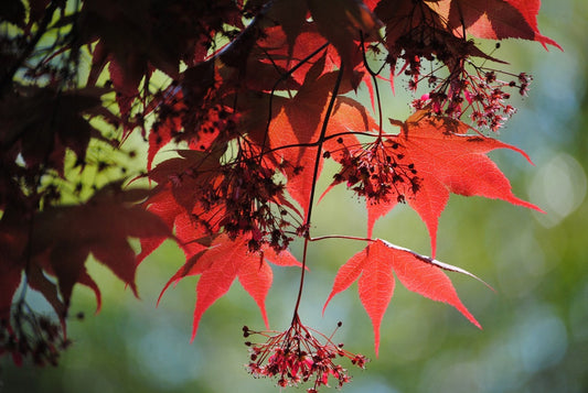 Japanese Maple 3 photograph