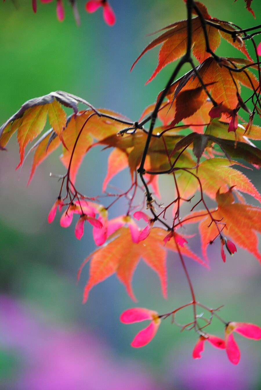 Japanese Maple Rainbow 2