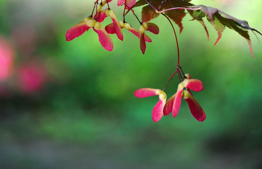 Japanese Maple red and green christmas colors fine art photograph